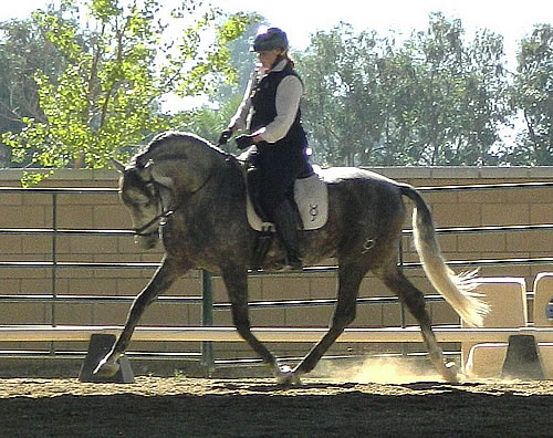 California Para Equestrian Sets Sights on 2014 WEG
